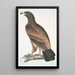 Aigle brun Aquilla fusca - John Edward Gray — ingelijst kunstwerk aan de muur