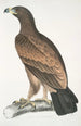 Aigle brun Aquilla fusca - John Edward Gray — weergave van het kunstwerk