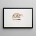 van een bruine civet met lange neus Viverra fusca - John Edward Gray — ingelijst kunstwerk aan de muur