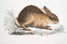 Chinese haas Lepus Sinensis - John Edward Gray — weergave van het kunstwerk