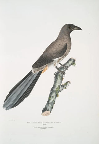 John Edward Gray - Chinese Magpie Pica Sinensis.webp