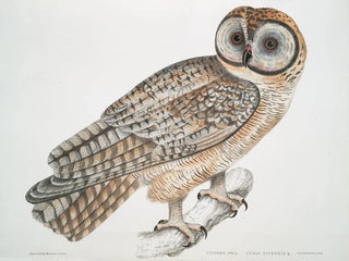 John Edward Gray - Chinese Owl Strix Sinensis.webp