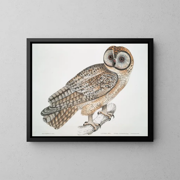 Chinese Uil Strix sinensis - John Edward Gray — ingelijst kunstwerk aan de muur