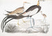Parra chinoise Parra sinensis 1 volwassen 2 jonge dieren 3 kuikens net uit het ei - John Edward Gray — weergave van het kunstwerk