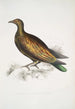 Pigeon tippeté chinois Columba Gouldioe - John Edward Gray — weergave van het kunstwerk