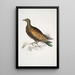 Pigeon tippeté chinois Columba Gouldioe - John Edward Gray — ingelijst kunstwerk aan de muur