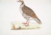 Perdrix choukar Perdix chukar India maat natuur — weergave van het kunstwerk