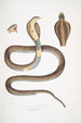 Cobra Capella var Naia tripudians var - John Edward Gray — weergave van het kunstwerk