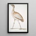 Outarde délicieuse Otis deliciosa femelle - John Edward Gray — ingelijst kunstwerk aan de muur