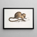Paradoxurus paradoxurus Hamiltonii du Dr Hamilton - John Edward Gray — ingelijst kunstwerk aan de muur