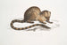 Paradoxurus paradoxurus Hamiltonii du Dr Hamilton - John Edward Gray — weergave van het kunstwerk