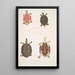 Tortue à toit Emys tectum - John Edward Gray — ingelijst kunstwerk aan de muur