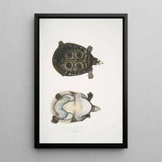 John Edward Gray - Eyed Trionyx Tryonix ocellatus.webp