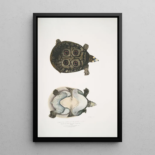 John Edward Gray - Eyed Trionyx Tryonix ocellatus.webp