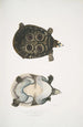 Trionyx ocellé Tryonix ocellatus - John Edward Gray — weergave van het kunstwerk