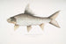 Carpe rocheuse falciforme Cyprinus Bangana falcata - John Edward Gray — weergave van het kunstwerk