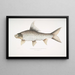 Carpe rocheuse falciforme Cyprinus Bangana falcata - John Edward Gray — ingelijst kunstwerk aan de muur
