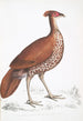 Faisan huppé à dos de feu poule Euplocomus ignitus - John Edward Gray — weergave van het kunstwerk
