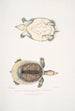 Trionyx plat Tryonix subplanus - John Edward Gray — weergave van het kunstwerk