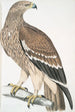Aigle royal Aquilla imperialis femelle - John Edward Gray — weergave van het kunstwerk