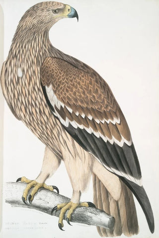 John Edward Gray - Golden Eagle Aquilla imperialis Female.webp