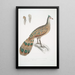 Polyplectron de Hardwicke Polyplectron Hardwickii - John Edward Gray | Reproduction — ingelijst kunstwerk aan de muur