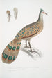 Polyplectron de Hardwicke Polyplectron Hardwickii - John Edward Gray | Reproduction — weergave van het kunstwerk