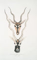 Antilope indienne Antilopa cervicapra tête et corne 1 jeune 2 adulte - John Edward Gray — weergave van het kunstwerk