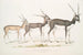 van een Indiaasantilop Antilope cervicapra 1 Jonge in januari 1822 2 hetzelfde individu eind oktober 1823 3 Volwassene - John Edward Gray — weergave van het kunstwerk
