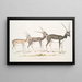 van een Indiaasantilop Antilope cervicapra 1 Jonge in januari 1822 2 hetzelfde individu eind oktober 1823 3 Volwassene - John Edward Gray — ingelijst kunstwerk aan de muur