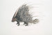 Egel met Indiase kam - Hystrix cristata - John Edward Gray — weergave van het kunstwerk