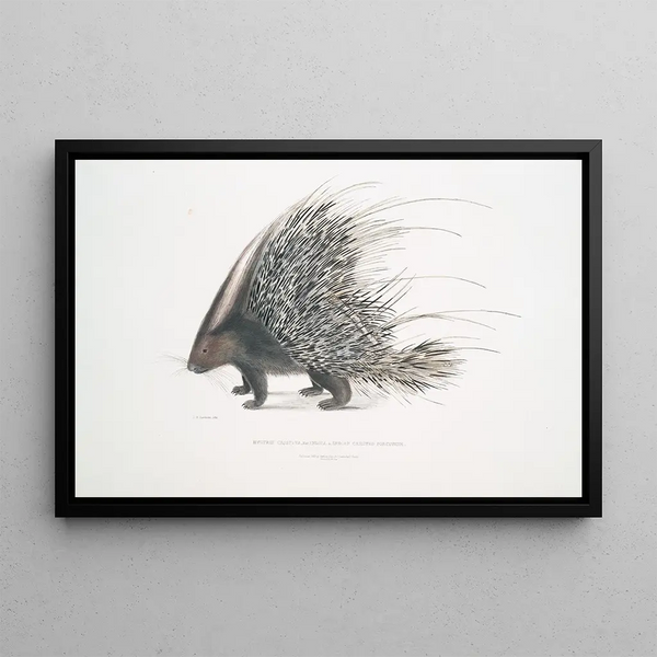 John Edward Gray - Indian Crested Porcupine Histrix cristata.webp