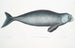 Dugong indien Halicora Dugung - John Edward Gray — weergave van het kunstwerk
