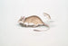 Rat Gerboise Indiaas Gerbillus Indicus - John Edward Gray — weergave van het kunstwerk