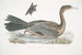 Cormoran javanais Crabo Carbo Javannica - John Edward Gray — weergave van het kunstwerk