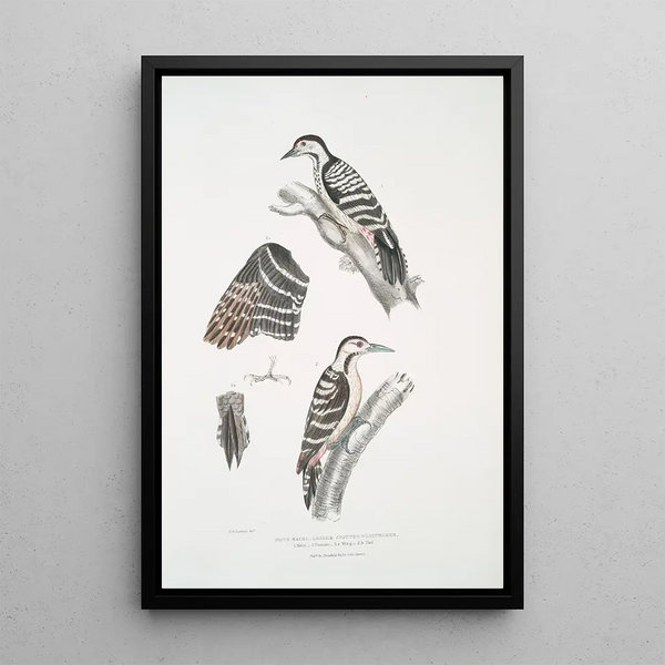 John Edward Gray - Lesser spotted Woodpecker Picus Macei 1 Male 2 Female 2a Wing 2b Tail.webp