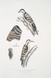 Pic épeichette Picus Macei 1 mâle 2 femelle 2a aile 2b queue - John Edward Gray — weergave van het kunstwerk