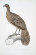 Faisan paon ligné Polyplectron lineatum - John Edward Gray — weergave van het kunstwerk