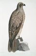 Aigle pêcheur ligné Halitus lineatus - John Edward Gray — weergave van het kunstwerk