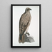 Aigle pêcheur ligné Halitus lineatus - John Edward Gray — ingelijst kunstwerk aan de muur