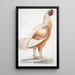 Coq de Malabar Gallus gigantea taille naturelle - John Edward Gray — ingelijst kunstwerk aan de muur