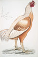 Coq de Malabar Gallus gigantea taille naturelle - John Edward Gray — weergave van het kunstwerk