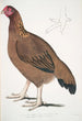 Poule de Malabar Gallus giganteus commun dans le Doab - John Edward Gray — weergave van het kunstwerk