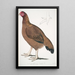 Poule de Malabar Gallus giganteus commun dans le Doab - John Edward Gray — ingelijst kunstwerk aan de muur