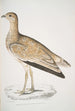 Outarde marbrée Otis marmorata - John Edward Gray — weergave van het kunstwerk