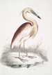 Héron à dos marron Ardea Grayii - John Edward Gray — weergave van het kunstwerk