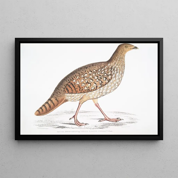 John Edward Gray - Nepaul Horned Pheasant Satyra Nepaulensis Female.webp