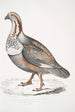 Faisan tétras de Nigell Tetraogallus Nigellii adulte montagnes de l'Himalaya - John Edward Gray — weergave van het kunstwerk