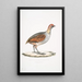 Perdrix olive Perdix olivacea - John Edward Gray — ingelijst kunstwerk aan de muur