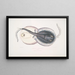 Trygon orné, Trygon ornatus, Singapore - John Edward Gray — ingelijst kunstwerk aan de muur